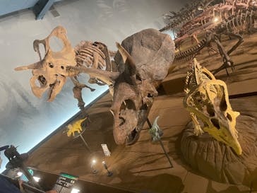 福井県立恐竜博物館に投稿された画像（2024/7/31）