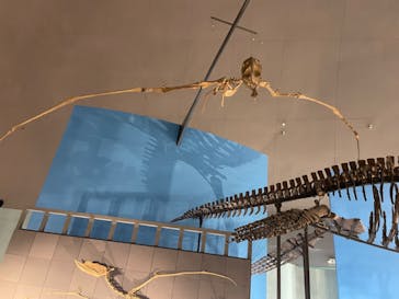 福井県立恐竜博物館に投稿された画像（2024/7/31）