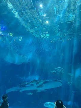 沖縄美ら海水族館に投稿された画像（2024/7/31）