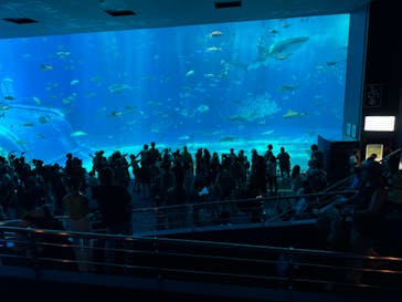 沖縄美ら海水族館に投稿された画像（2024/7/31）