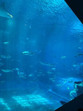 沖縄美ら海水族館に投稿された画像（2024/7/31）