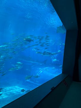 沖縄美ら海水族館に投稿された画像（2024/7/31）