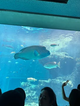 沖縄美ら海水族館に投稿された画像（2024/7/31）