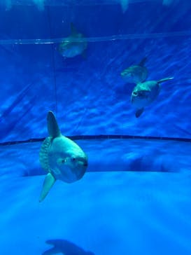 アクアワールド茨城県大洗水族館に投稿された画像（2024/7/31）