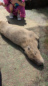伊豆シャボテン動物公園に投稿された画像（2024/7/31）