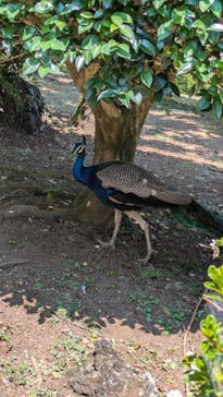 伊豆シャボテン動物公園に投稿された画像（2024/7/31）