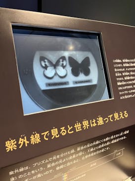 国立科学博物館に投稿された画像（2024/7/31）