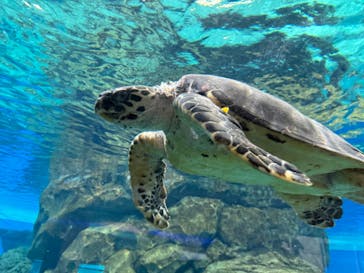 名古屋港水族館に投稿された画像（2024/7/31）