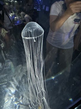 名古屋港水族館に投稿された画像（2024/7/31）