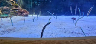 名古屋港水族館に投稿された画像（2024/7/31）