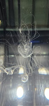 名古屋港水族館に投稿された画像（2024/7/31）