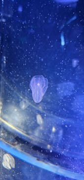 名古屋港水族館に投稿された画像（2024/7/31）