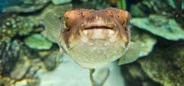 名古屋港水族館に投稿された画像（2024/7/31）