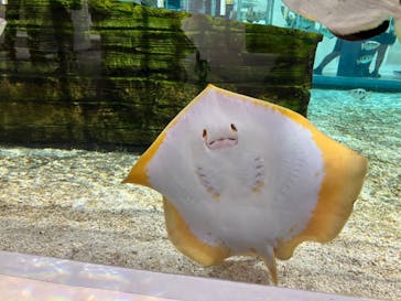 NIFREL（ニフレル）に投稿された画像（2024/7/31）