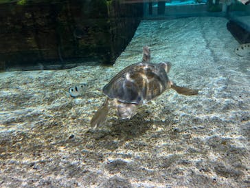 NIFREL（ニフレル）に投稿された画像（2024/7/31）