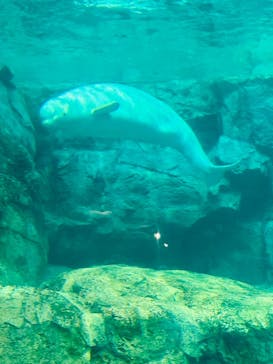 名古屋港水族館に投稿された画像（2024/7/31）