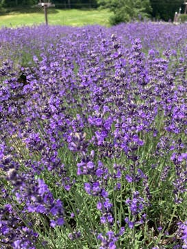 たんばらラベンダーパークに投稿された画像（2024/7/31）