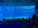 沖縄美ら海水族館に投稿された画像（2024/7/31）