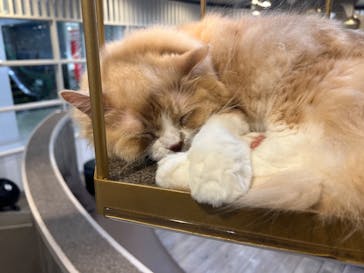 猫カフェモカ　立川店に投稿された画像（2024/7/31）