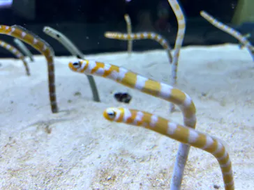 すみだ水族館に投稿された画像（2024/7/31）