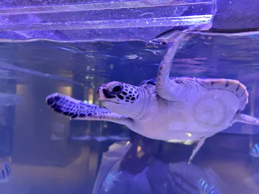 すみだ水族館に投稿された画像（2024/7/31）