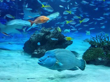 サンシャイン水族館に投稿された画像（2024/7/31）