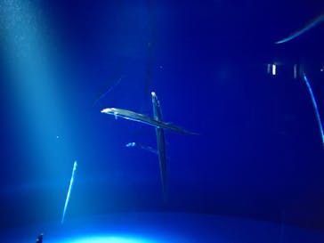 サンシャイン水族館に投稿された画像（2024/7/31）