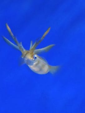 サンシャイン水族館に投稿された画像（2024/7/31）