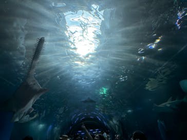 マクセル アクアパーク品川に投稿された画像（2024/7/31）