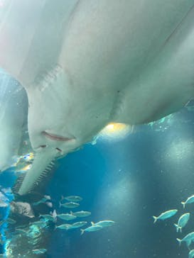 マクセル アクアパーク品川に投稿された画像（2024/7/31）