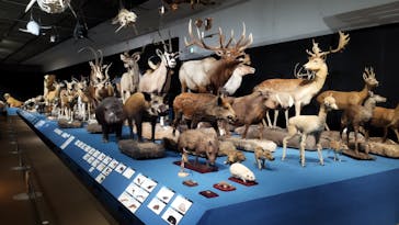 大哺乳類展に投稿された画像（2024/7/31）