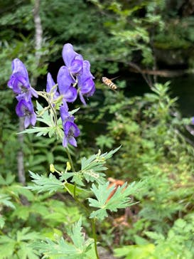 白樺自然学校に投稿された画像（2024/7/31）