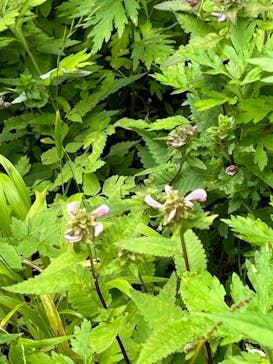 白樺自然学校に投稿された画像（2024/7/31）