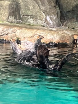 マリンワールド海の中道に投稿された画像（2024/7/31）