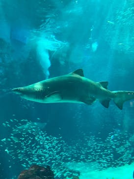 マリンワールド海の中道に投稿された画像（2024/7/31）