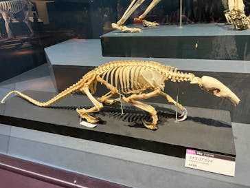 大哺乳類展に投稿された画像（2024/7/31）