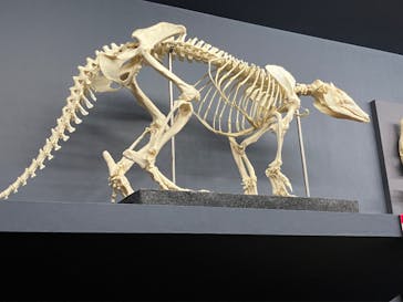 大哺乳類展に投稿された画像（2024/7/31）