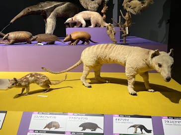 大哺乳類展に投稿された画像（2024/7/31）