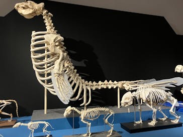 大哺乳類展に投稿された画像（2024/7/31）