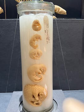 大哺乳類展に投稿された画像（2024/7/31）