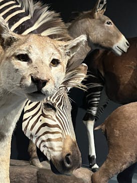 大哺乳類展に投稿された画像（2024/7/31）