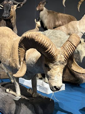 大哺乳類展に投稿された画像（2024/7/31）