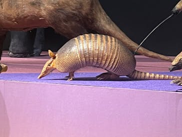 大哺乳類展に投稿された画像（2024/7/31）