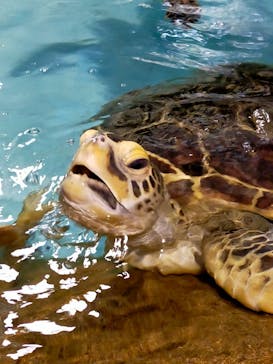 マリンワールド海の中道に投稿された画像（2024/7/31）