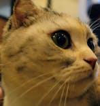 猫カフェモカ　池袋東口店に投稿された画像（2024/8/1）