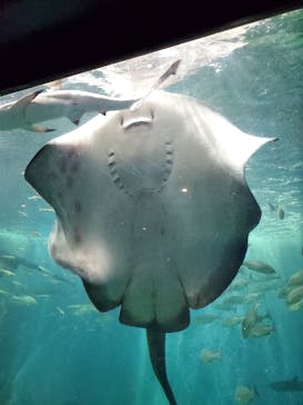 越前松島水族館に投稿された画像（2024/8/1）