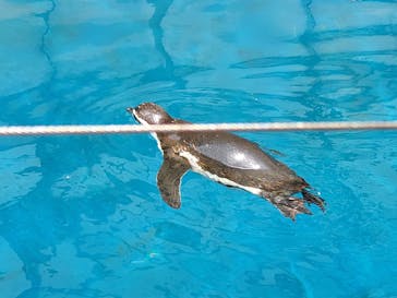 越前松島水族館に投稿された画像（2024/8/1）