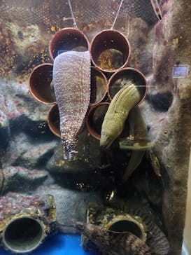 越前松島水族館に投稿された画像（2024/8/1）