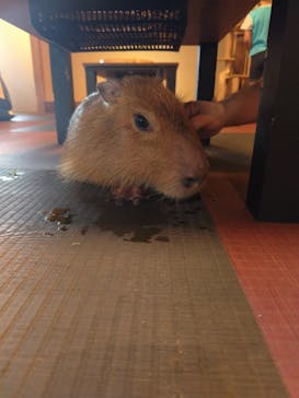 おさるランド＆アニタウン　日光さる軍団劇場に投稿された画像（2024/8/1）