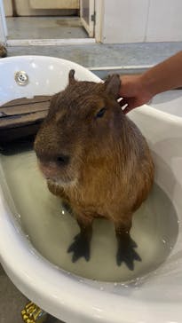 アニタッチみなとみらいに投稿された画像（2024/8/1）